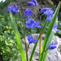 Scilla siberica